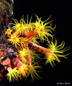Yellow sea anemones.......and some small guests.

(Comp... by Marco Faimali 